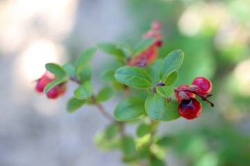 Growing cowberry (bilberry, whortleberry)