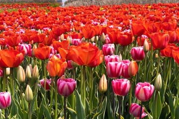 field of red tulips