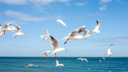 Fototapeta na wymiar The seagull