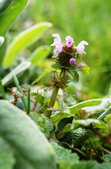 Obraz premium rote Taubnessel blüht