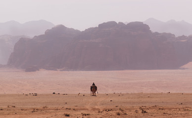 Fototapeta na wymiar A beduin is crossing the Wadi Rum desert in the morning on camel with his dog