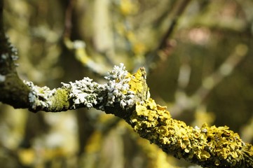 Moss,Flechte aneinem Apfelbaum