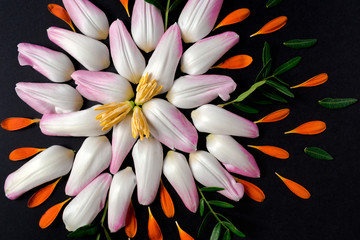 Composition of fallen tulip petals on a black background