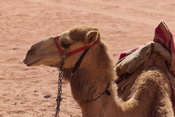 A domesticated dromedary in Wadi Rum in Jordan