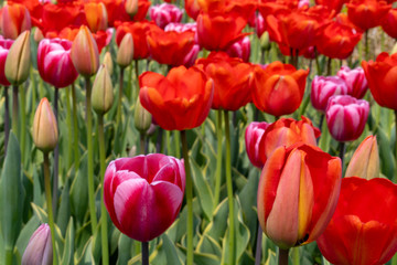 Obraz premium field of tulips