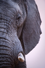 A beautiful vertical close up profile portrait of an elephant's eye, tusk and trunk taken after...