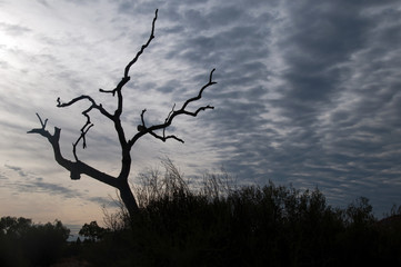 Alice Springs Australia, silhouette of dead tree branches against a cloudy sky