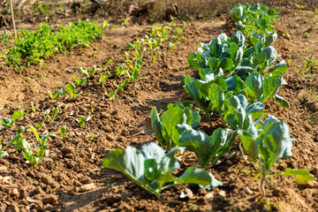 young vegetables kale growing in the farm