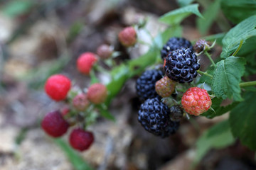 Growing black raspberry (Rubus idaeus)