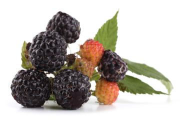 Black raspberry cluster (Rubus idaeus)