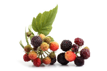 Group of black raspberry (Rubus idaeus)