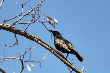 Quiscale Bronzé, marais Réal Carbonneau, Estrie, Cantons de l'est, Sherbrooke, Québec © Helene Gaudreau