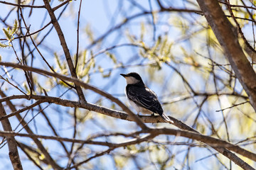 Tyran Tritri, marais R&eacute;al Carbonneau, Estrie, Cantons de l'est, Sherbrooke, Qu&eacute;bec