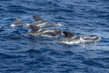Fototapeta premium Kanaren La Gomera