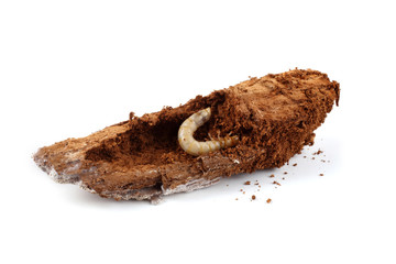 Wood worm is eating rotten piece of wood