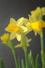 Yellow daffodil flower in focus with different colors of a bouquet