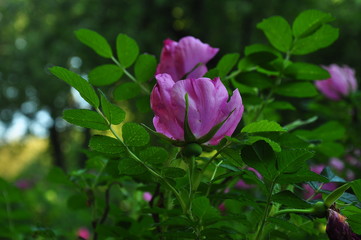 Blooming hot pink rosehip flower close-up.