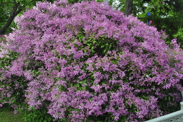 Large flowering Persian Lilac bush