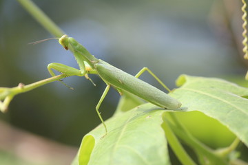Beautiful green grasshopper sitting on a tree leaf