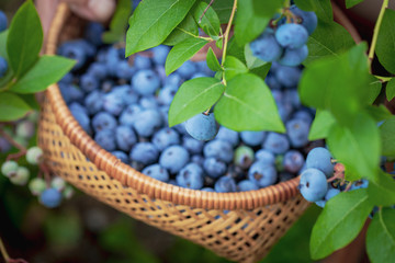 Blueberries picking. Female hand gathering blueberries. Harvesting concept.
