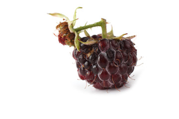 Black raspberry (Rubus idaeus) isolated on white