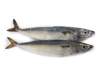 Fototapeta premium Chub mackerel (Pacific mackerel, saba)