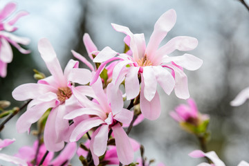 Close up of many delicate white pink magnolia flowers blossoms on a branch in a garden in a sunny spring day, beautiful outdoor floral background photographed with soft focus