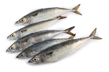 Chub mackerel (Pacific mackerel, saba)