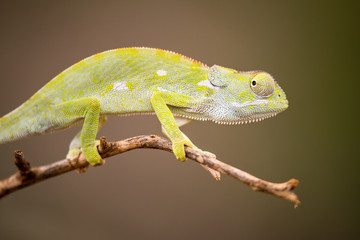 A beautiful close up macro photograph of a watchful chameleon walking on a tree branch, taken in the Madikwe Game Reserve, South Africa. © Udo Kieslich