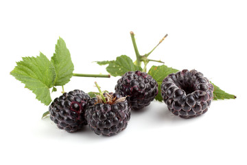 Black raspberries (Rubus idaeus) and leaf isolated on white