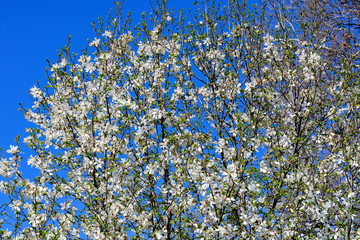 Many delicate white magnolia flowers in full bloom on tree branches towards clear blue sky, in a garden in a sunny spring day, beautiful outdoor floral background