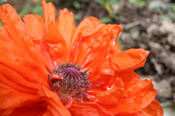 Growing orange poppy in garden