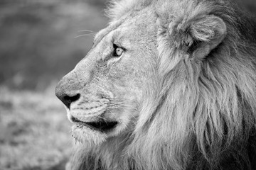 A beautiful black and white profile portrait of a male lion looking into the distance, taken at the...