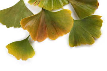 Fototapeta premium Autumn ginkgo leaves isolated on white