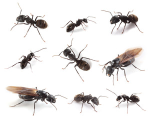 Ant collection isolated on white