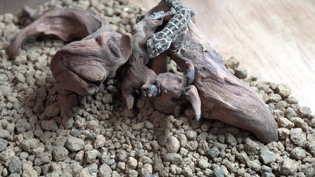 4k video of gecko eating mealworm
