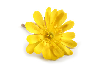 Adonis amurensis. Far eastern yellow snowdrop