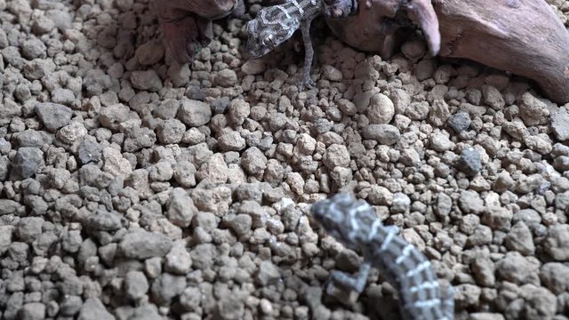 4k video of gecko eating mealworm