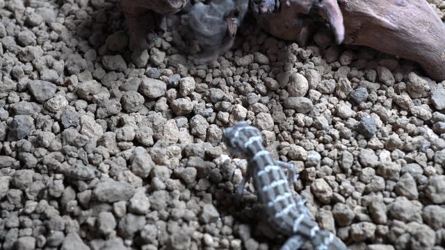 4k video of gecko eating mealworm