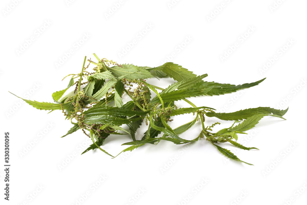 Sticker Nettle isolated on white