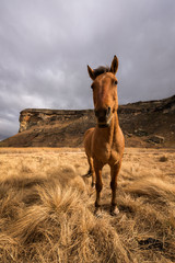 A vertical wide angle close up of a horse, taken on a cloudy stormy day at sunset in the Golden gate National Park, Clarens.