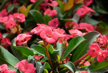 Euphorbia or Christ thorn (lat.-Euphorbia milii)
