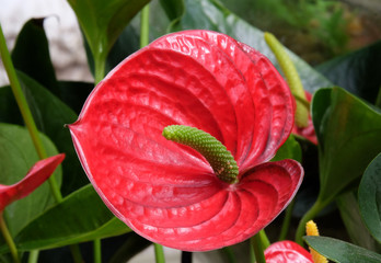 Red flower Anthurium in the greenhouse
