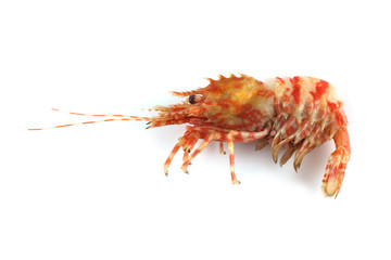 Shrimp isolated on white (northern Bering shrimp)