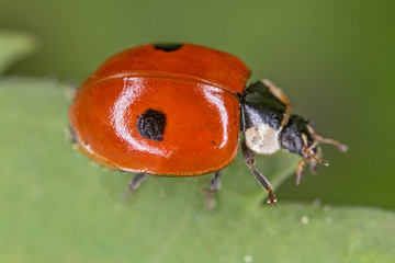 Adalia bipunctata, commonly known as the two-spot ladybird, two-spotted ladybug or two-spotted lady beetle, is a carnivorous beetle of the family Coccinellidae 
