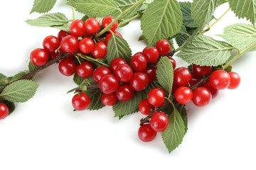 Nanking cherry on branch