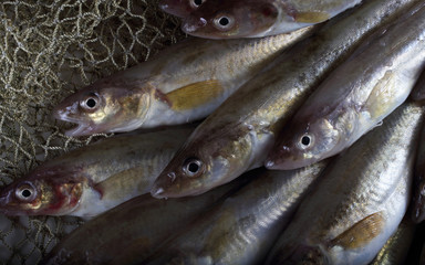 Saffron cods background