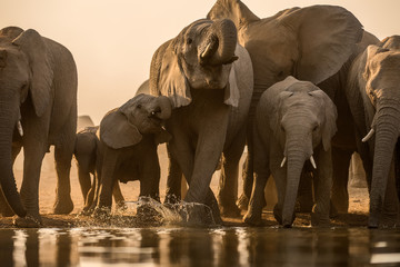 A beautiful golden photograph of a family herd of elephant drinking at sunset at a water in the Madikwe Game Reserve, South Africa.