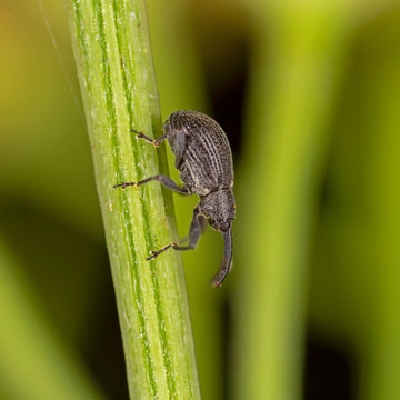 Anthonomus rubi, the strawberry blossom weevil, is a weevil that feeds on plants of the family Rosaceae.