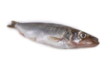 Smelt fish isolated on white. (Big Pacific smelt - Osmerus mordax)